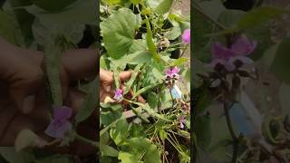 Today harvesting in my terrace garden chikkudukayaluorganic terrace garden [upl. by Remark489]