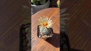 ASTROPHYTUM SUPER KABUTO BEAUTIFUL FLOWER cactus plants nature [upl. by Hernardo]