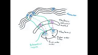 The Thalamus [upl. by Thorman254]