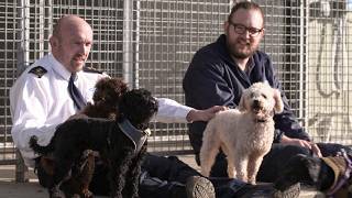 27 Poodles Rescued by RSPCA from Tiny Cages [upl. by Nospmis432]