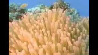 Commensalism Sea Anemone and Clownfish 348 [upl. by Danaher]