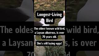 The Laysan Albatross is Unbelievable facts trending educationalwildlife incredible [upl. by Annelise]