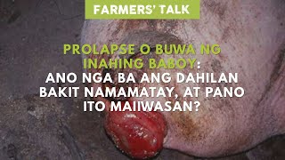 Farmers Talk Prolapse ng Inahing Baboy Ano Ang Dahilan Bakit Namamatay at Pano Ito Maiiwasan [upl. by Shifra]