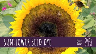 HOW TO MAKE NATURAL DYE WITH SUNFLOWER SEEDS  HOPI  ORGANIC COLOR  PURPLE LAVENDER BROWN BLACK [upl. by Forta]