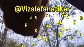 Vizsla Loki in Action puppy funny insta360 doglover dog dogs hund doglife adventure ad [upl. by Seidule]