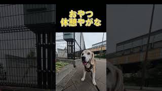 エイホでおやつや ビーグル 老犬 beagle ＃エイホエイホ [upl. by Lasley684]