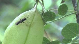 Ichneumonidae  Exochus sp attacks a caterpillar of Etiella zinckenella [upl. by Samson299]