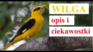 ptak Wilga  opis i ciekawostki [upl. by Delanos]