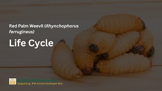 Life Cycle of Red Palm Weevil [upl. by Yaras]