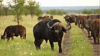 Madikwe Game Reserve Tau Lodge [upl. by Saretta]