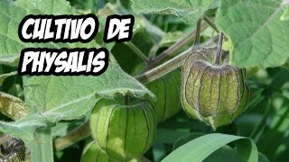 El Cultivo de Physalis o Tomatillo  Huerto Organico  Evolución y Cosecha [upl. by Nnaeoj]