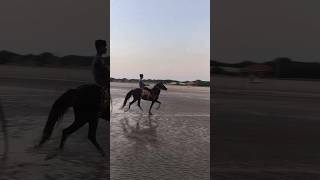 Bijal rewal chal video 💥 horse video Horse power 💥 horse horseing viralshort horseriding [upl. by Iphigenia]