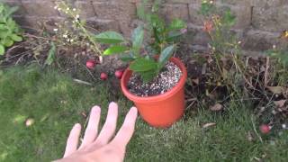 How to grow Nice healthy Camellias [upl. by Boris15]