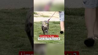 Limping In Dogs 🦮❓ What Are The Reasons❓ [upl. by Ashlin]