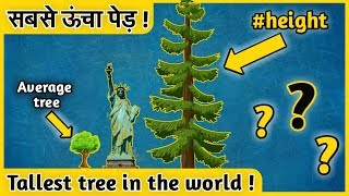 Tallest tree in the world  Facts about trees in hindi  Hyperion Redwood tree [upl. by Einafats]