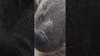 zoo animals cute adorable nature wildlife  Arctictis binturong cuteanimals possum rescue [upl. by Enyamrahc59]