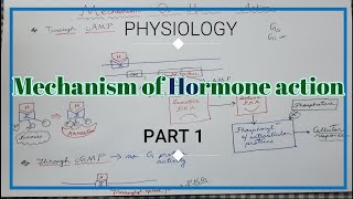 Mechanism of Hormone Action Part 1 Physiology [upl. by Madanhoj902]