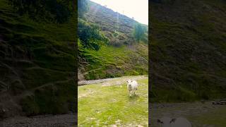 Scenic views of Carding Mill Valley انگلینڈ کی خوبصورت وادی 😍 travel countryside nature sheep [upl. by Roos]