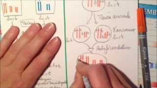 Schéma bilan de la polyploïdisation [upl. by Atinra]