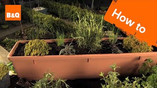 How to grow herbs [upl. by Bernt627]