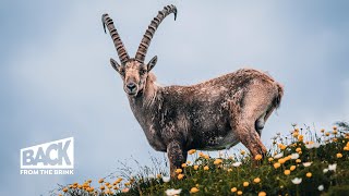 The Return of the Ibex  Back from the Brink [upl. by Corey]