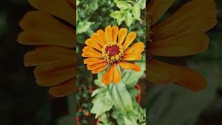 Patnam banthi flower🌹🌹zinnia flowerfirst bloom❤️ subscribe ytshortsvennela theluse song [upl. by Acilejna]