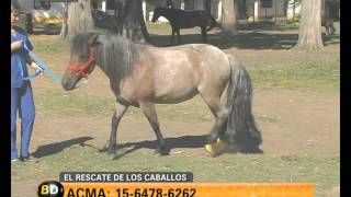 El rescate de los caballos  Telefe Noticias [upl. by Artamas]