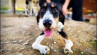 EL PERRITO SE ARRASTRA ENTRE LAS ROCAS TIENE LAS PATAS RETORCIDAS [upl. by Anavoj]