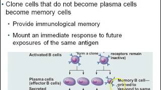 B cell clonal selection [upl. by Sheya]