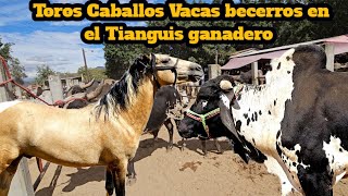 Caballos yeguas potros toros vacas becerros lo mejor de lo mejor en el tianguis ganadero mas grande [upl. by Richia]