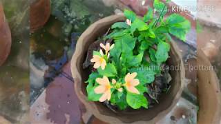 கனகாம்பரம் வளர்ப்பு  Growing Kanakambaram in Tamil [upl. by Bernice450]