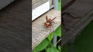 Giant Hornet Struggles to Catch FastFlying Honeybee [upl. by Georgeta969]