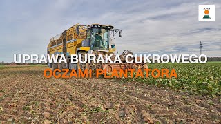 Uprawa buraka cukrowego oczami plantatora [upl. by Jeno]