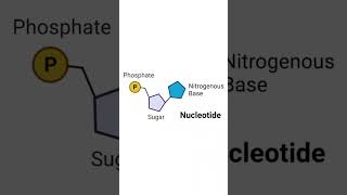 Structure of a Nucleotide  Polynucleotide Chain biology neet shorts [upl. by Joshua]