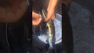 വരാൽ എതു നിമിഷവും മരണപ്പെടാം  Fish fungus treatment fish viral shorts fishtreatment fungus [upl. by Nolrev]