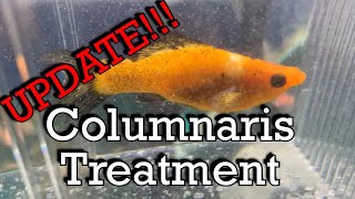 Cookie’s Fishroom Episode 43 Columnaris Treatment UPDATE [upl. by Samp]