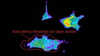 Fluorescence recovery after photobleaching FRAP on Hela Cells [upl. by Weisburgh]