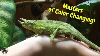 Just How Fast Can A Chameleon Change Its Color 🤔 [upl. by Selena549]