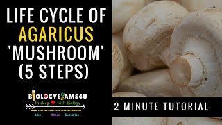 Life Cycle of Agaricus Mushroom agaricus mushroom biologyexams4u [upl. by Chaille]