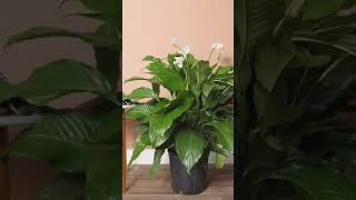 5 Best indoor plant that add super luxurious look to home  shorts indoor plants [upl. by Kerri]