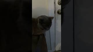 Old Nebelung cat doesn’t care about the hurricane demanding to go out anyway [upl. by Yolanda]