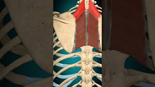 Rhomboid minor muscle action Scapula Adduction muscle anatomy [upl. by Brander296]