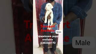 Rajapalayam puppy sale in coimbatoremaduraiselamchennaibangalorehousrrajapalayampuppy [upl. by Anetsirhc128]