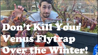 WINTER CARE FOR CARNIVOROUS PLANTS  Overwintering Drosera Sarracenia and Dionaea for Success [upl. by Nawaj]