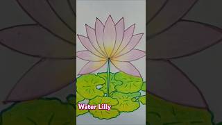 How to Draw Water Lily 🪷🪷🪷 SharminsAcademy waterlily flowers shortsviral shortsfeed shorts [upl. by Imled]