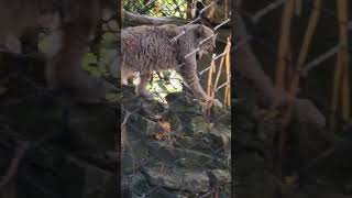 Canadian Lynx walking on rocks birds birdwatching birdenthusiast zoo [upl. by Ruttger]