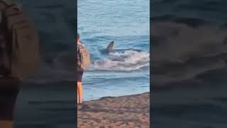 This is the terrifying moment a 7foot SHARK swam full speed towards the shore 😳 [upl. by Dimmick]