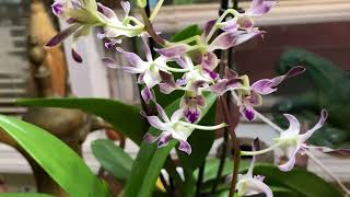 Fall For Orchids Show Haul  September 2024 [upl. by Airehc78]