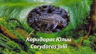 Коридорас Юлии  Corydoras julii Коридорасджули Corydorasjulii [upl. by Kassandra]