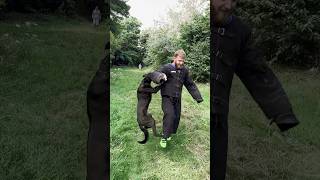 KNPV Malinois Target Practice [upl. by Hodge675]